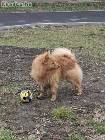 Német spitz fajtatiszta jellegű