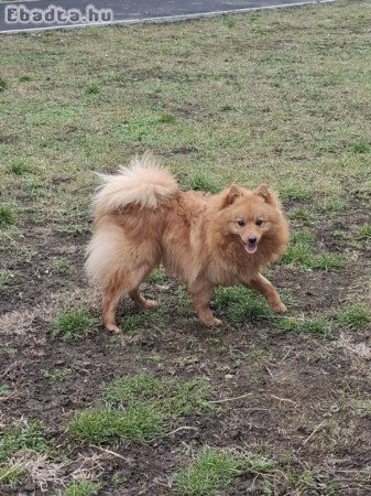 Német spitz fajtatiszta jellegű