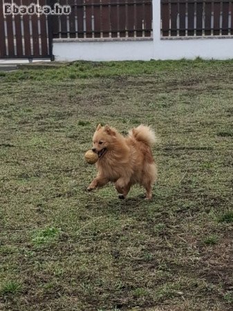 Német spitz fajtatiszta jellegű