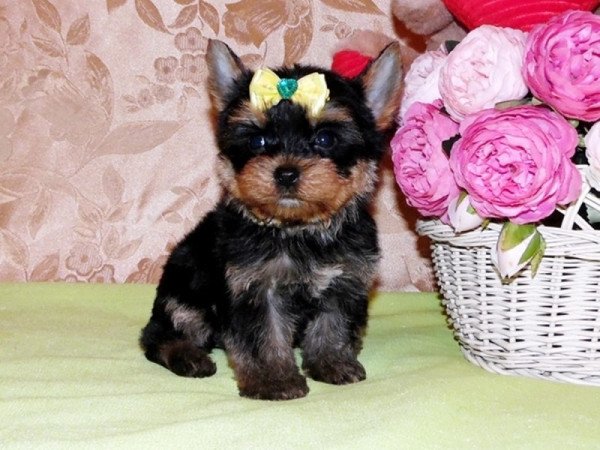 Yorkshire Terrier, Yorki