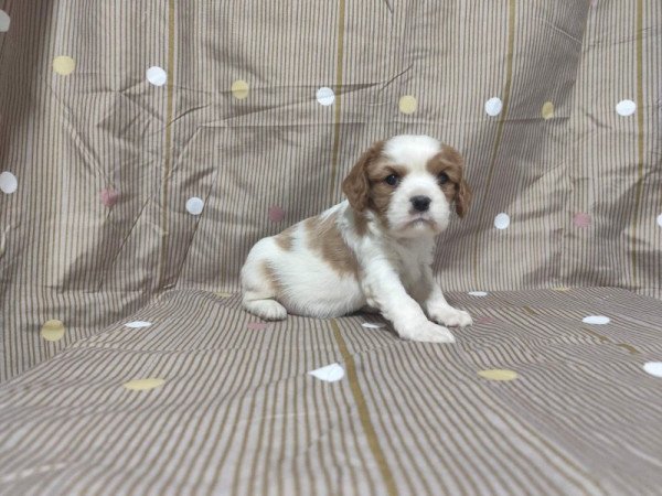 Cavalier king charles spániel