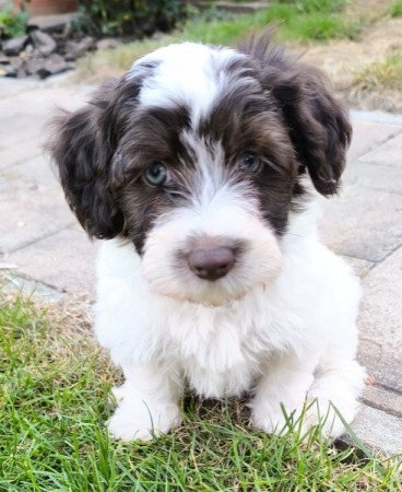 Bichon havanese