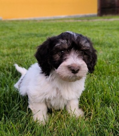 Bichon havanese