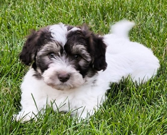 Bichon havanese