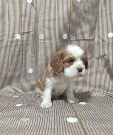 Cavalier king charles spániel