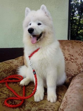 Samoyed