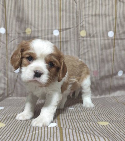 Cavalier king charles spániel