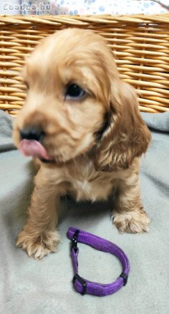 Angol Cocker  Spániel kölykök eladók!