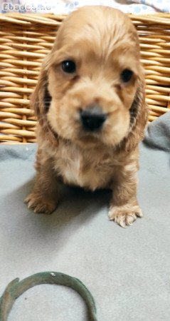 Angol Cocker  Spániel kölykök eladók!