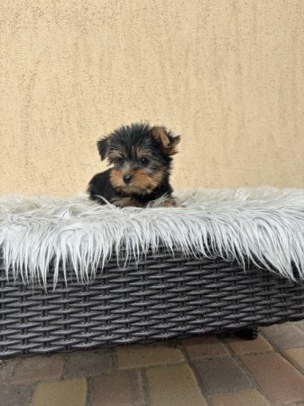 Yorkshire terrier