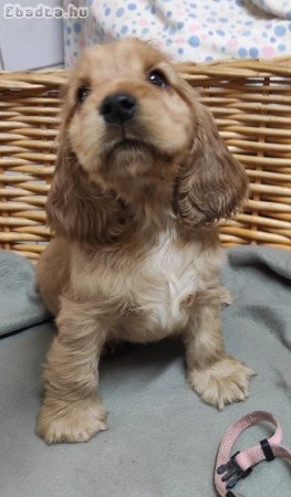 Angol Cocker  Spániel kölykök eladók!