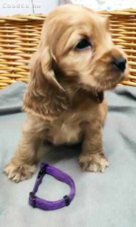 Angol Cocker  Spániel kölykök eladók!
