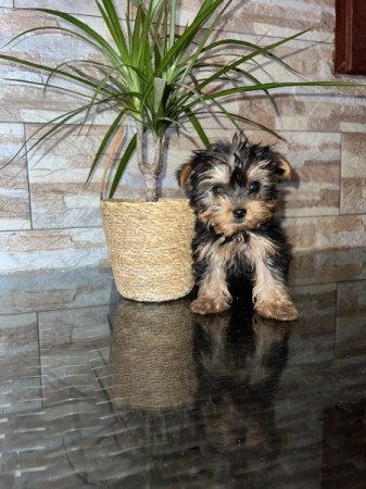 Yorkshire Terrier