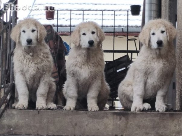 Kuvasz 3 hónapos kiskutyák eladók