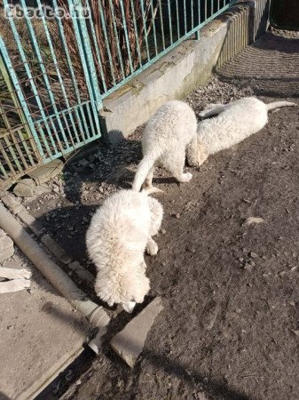 Kuvasz 3 hónapos kiskutyák eladók