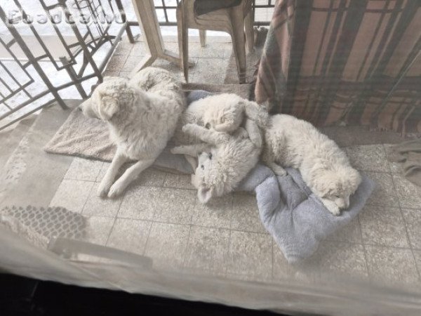 Kuvasz 3 hónapos kiskutyák eladók