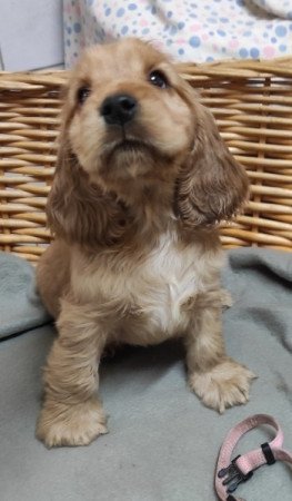 Angol Cocker Spániel