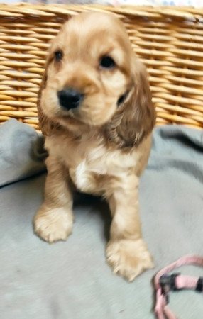 Angol Cocker Spániel