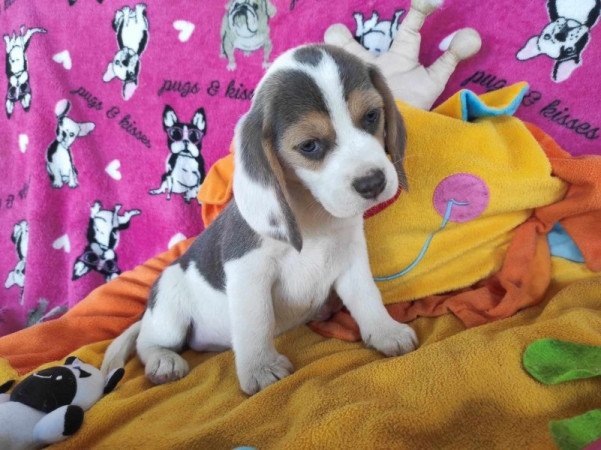 Beagle