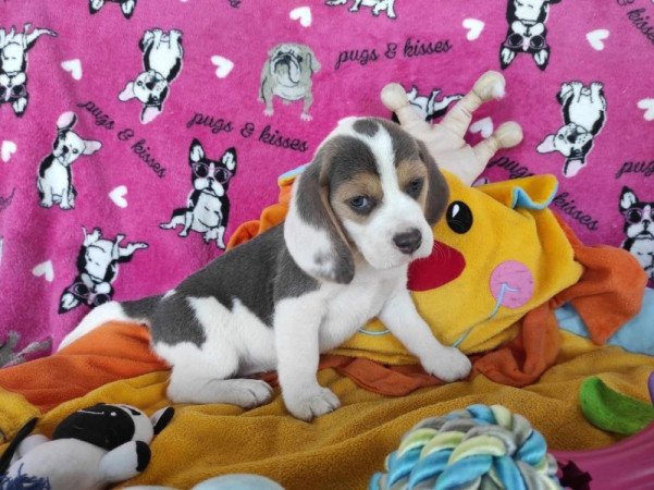 Beagle