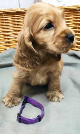 Angol Cocker Spániel