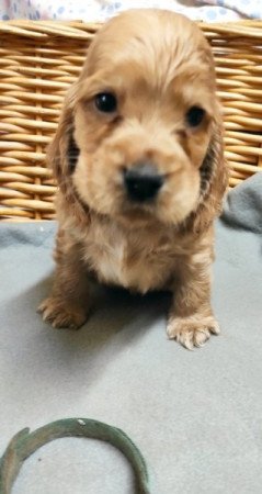 Angol Cocker Spániel