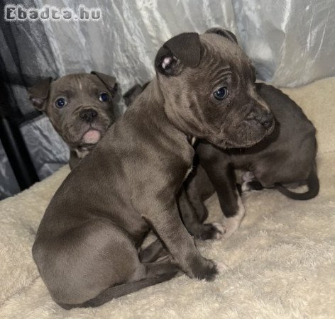 Amerikai Stafford kölykök