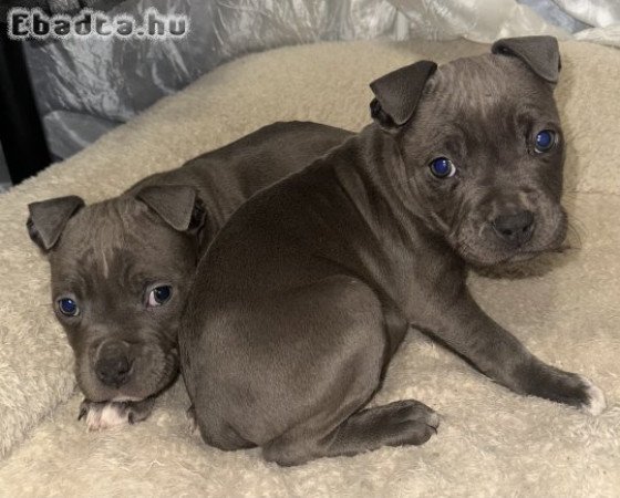 Amerikai Stafford kölykök