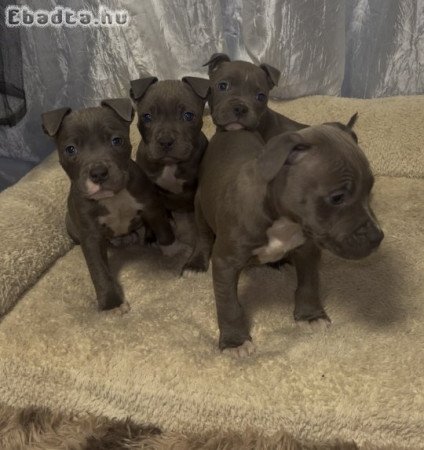 Amerikai Stafford kölykök