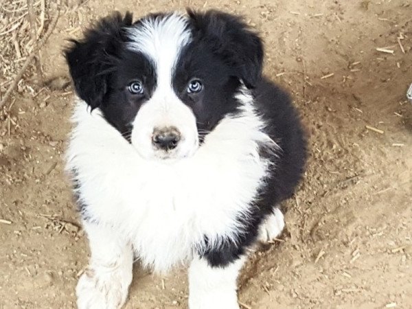 Border collie