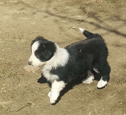 Border collie