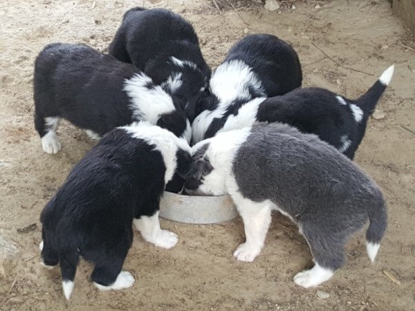 Border collie