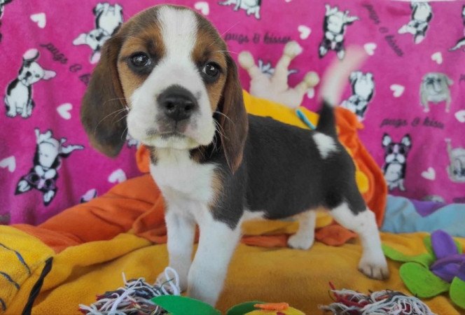 Beagle