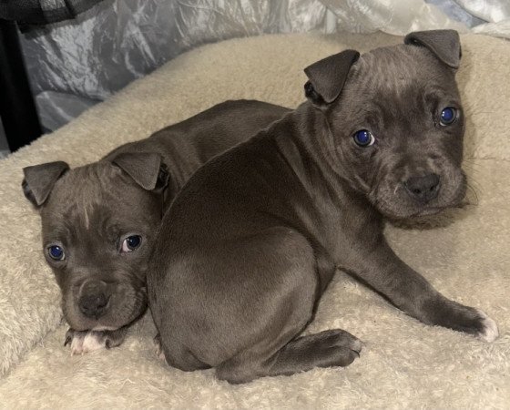 Amerikai Stafford kölykök