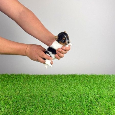 Biewer Yorkshire terrier