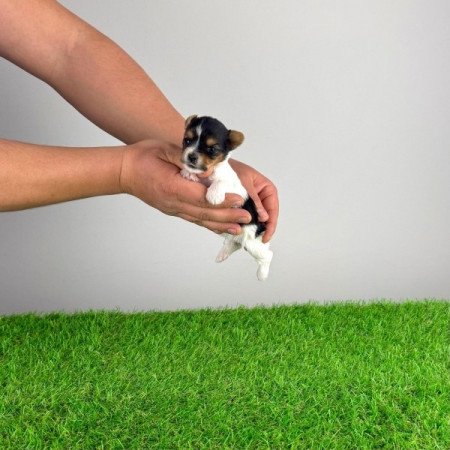 Biewer Yorkshire terrier