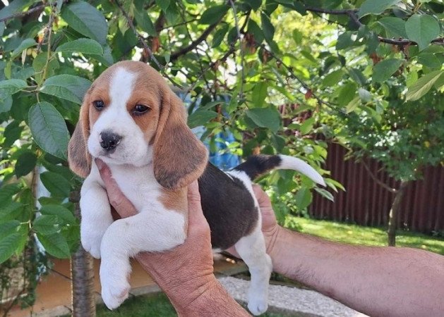 Beagle