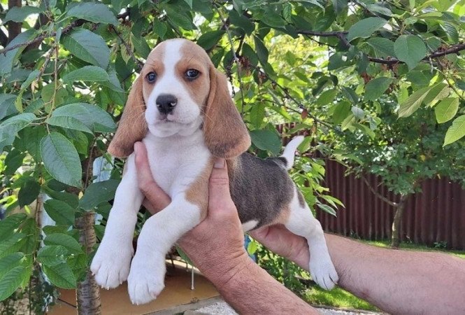 Beagle