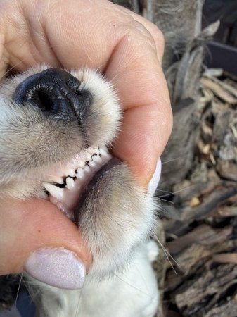 Angol cocker spániel