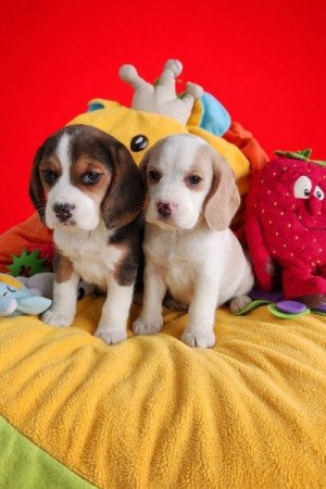 Beagle