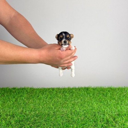 Biewer Yorkshire terrier