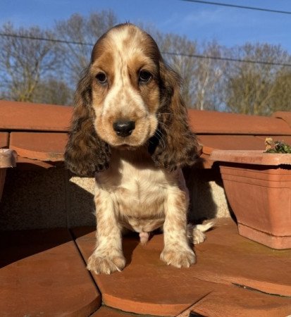 Angol cocker spániel