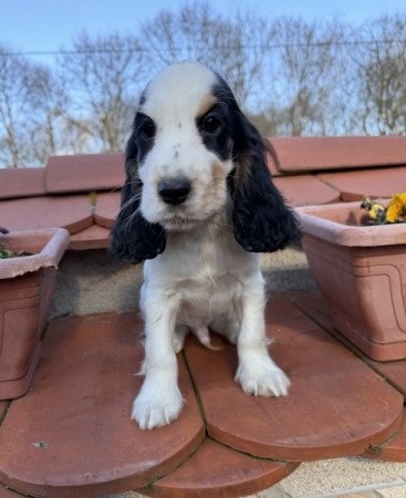 Angol cocker spániel