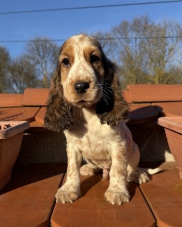 Angol cocker spániel