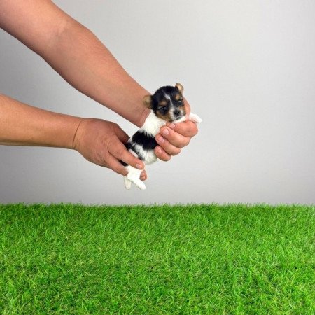 Biewer Yorkshire terrier