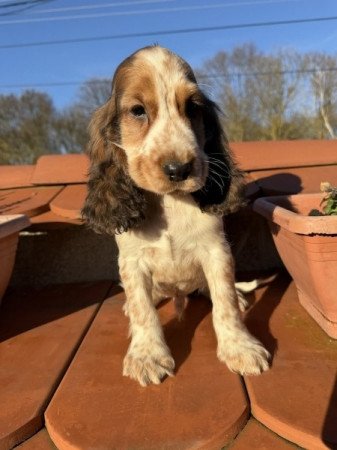 Angol cocker spániel