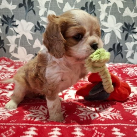 Cavalier King Charles spániel