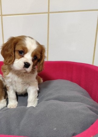 Cavalier king charles spániel