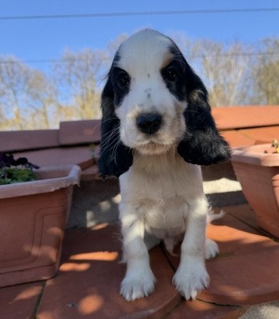 Angol cocker spániel