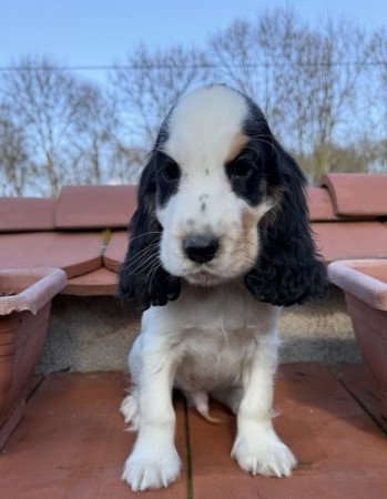 Angol cocker spániel